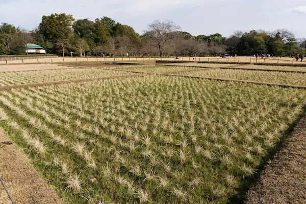 Rice fields